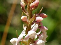 Gymnadenia odoratissima 1, Welriekende muggenorchis, Saxifraga-Hans Dekker