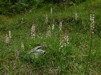 Gymnadenia odoratissima 12, Welriekende muggenorchis, Saxifraga-Ed Stikvoort