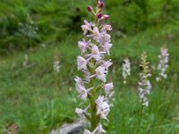 Gymnadenia odoratissima 13, Welriekende muggenorchis, Saxifraga-Ed Stikvoort