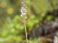 Gymnadenia odoratissima 18, Welriekende muggenorchis, Saxifraga-Luuk Vermeer