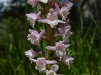 Gymnadenia odoratissima 19, Welriekende muggenorchis, Saxifraga-Ed Stikvoort