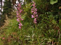 Gymnadenia odoratissima 2, Welriekende muggenorchis, Saxifraga-Hans Dekker