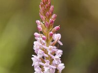 Gymnadenia odoratissima 20, Saxifraga-Luuk Vermeer