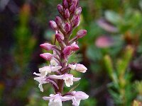 Gymnadenia odoratissima 4, Welriekende muggenorchis, Saxifraga-Hans Dekker