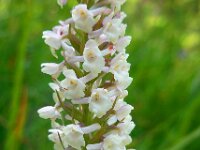 Gymnadenia odoratissima 5, Welriekende muggenorchis, Saxifraga-Ed Stikvoort