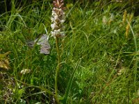 Gymnadenia odoratissima 8, Welriekende muggenorchis, Saxifraga-Ed Stikvoort