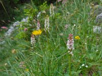 Gymnadenia odoratissima 9, Welriekende muggenorchis, Saxifraga-Ed Stikvoort