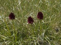 Gymnadenia rhellicani 1, Saxifraga-Willem van Kruijsbergen