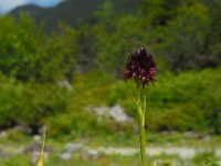 Gymnadenia rhellicani 3, Saxifraga-Ed Stikvoort