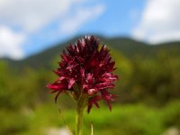 Gymnadenia rhellicani 8, Saxifraga-Ed Stikvoort