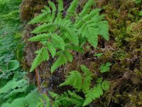 Gymnocarpium dryopteris 12, Gebogen driehoeksvaren, Saxifraga-Ed Stikvoort