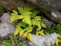 Gymnocarpium dryopteris 13, Gebogen driehoeksvaren, Saxifraga-Ed Stikvoort