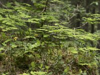 Gymnocarpium dryopteris 17, Gebogen driehoeksvaren, Saxifraga-Willem van Kruijsbergen
