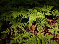 Gymnocarpium dryopteris 19, Gebogen driehoeksvaren, Saxifraga-Ed Stikvoort