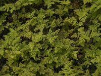 Gymnocarpium dryopteris 2, Gebogen driehoeksvaren, Saxifraga-Willem van Kruijsbergen