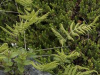 Gymnocarpium dryopteris 22, Gebogen driehoeksvaren, Saxifraga-Willem van Kruijsbergen