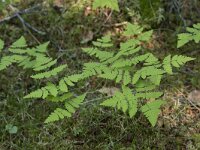 Gymnocarpium dryopteris 23, Gebogen driehoeksvaren, Saxifraga-Willem van Kruijsbergen