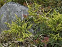Gymnocarpium dryopteris 24, Gebogen driehoeksvaren, Saxifraga-Willem van Kruijsbergen