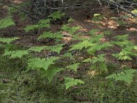 Gymnocarpium dryopteris 25, Gebogen driehoeksvaren, Saxifraga-Willem van Kruijsbergen