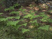 Gymnocarpium dryopteris 26, Gebogen driehoeksvaren, Saxifraga-Willem van Kruijsbergen