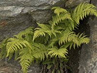 Gymnocarpium dryopteris 5, Gebogen driehoeksvaren, Saxifraga-Willem van Kruijsbergen