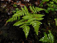 Gymnocarpium dryopteris 7, Gebogen driehoeksvaren, Saxifraga-Ed Stikvoort