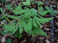 Gymnocarpium dryopteris 8, Gebogen driehoeksvaren, Saxifraga-Ed Stikvoort