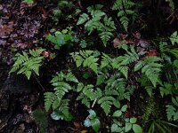 Gymnocarpium dryopteris 9, Gebogen driehoeksvaren, Saxifraga-Ed Stikvoort