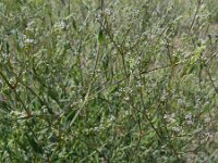 Gypsophila fastigiata 2, Saxifraga-Rutger Barendse