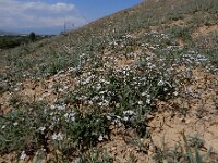 Gypsophila heteropoda