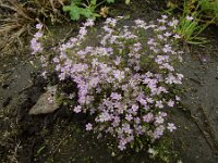 Gypsophila muralis