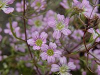 Gypsophila muralis 2, Gipskruid, Saxifraga-Ed Stikvoort : A900