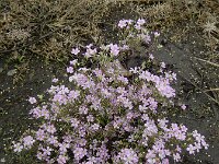 Gypsophila muralis 4, Gipskruid, Saxifraga-Ed Stikvoort : A900