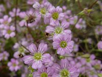 Gypsophila muralis 5, Gipskruid, Saxifraga-Ed Stikvoort : s9900