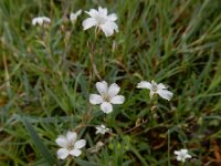 Gypsophila repens 13, Saxifraga-Ed Stikvoort