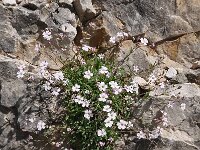 Gypsophila repens 16, Saxifraga-Harry Jans