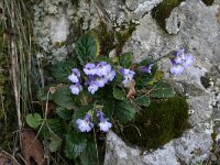 Haberlea rhodopensis 5, Saxifraga-Dirk Hilbers