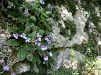 Haberlea rhodopensis 6, Saxifraga-Dirk Hilbers
