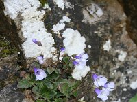 Haberlea rhodopensis 9, Saxifraga-Dirk Hilbers