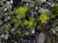 Hacquetia epipactis 1, Saxifraga-Willem van Kruijsbergen