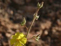 Halimium atriplicifolium 2, Saxifraga-Dirk Hilbers