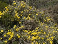 Halimium halimifolium 10, Saxifraga-Willem van Kruijsbergen