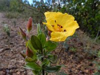 Halimium halimifolium 13, Saxifraga-Ed Stikvoort