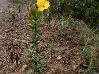 Halimium halimifolium 15, Saxifraga-Ed Stikvoort