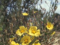 Halimium halimifolium 3, Saxifraga-Rob Felix