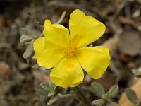 Halimium lasianthum 4, Saxifraga-Willem van Kruijsbergen