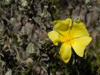 Halimium lasianthum 5, Saxifraga-Willem van Kruijsbergen