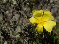 Halimium lasianthum 7, Saxifraga-Willem van Kruijsbergen