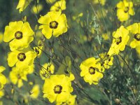 Halimium ocymoides 1, Saxifraga-Jan Jansen