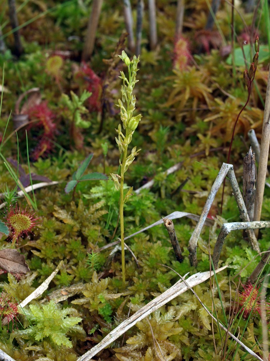 It grows in bogs in temperate and subarctic regions of the northern hemisphere. Hammarbya Paludosa - Hammarbya paludosa, Bog Orchid
